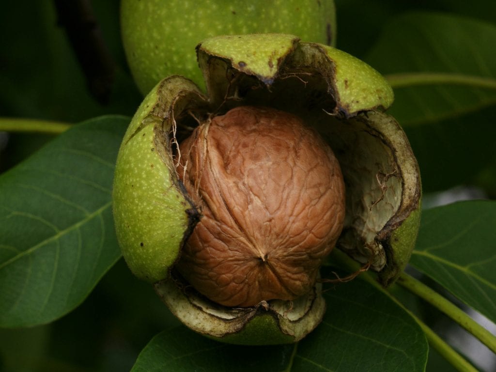 Are walnuts the new superfood?